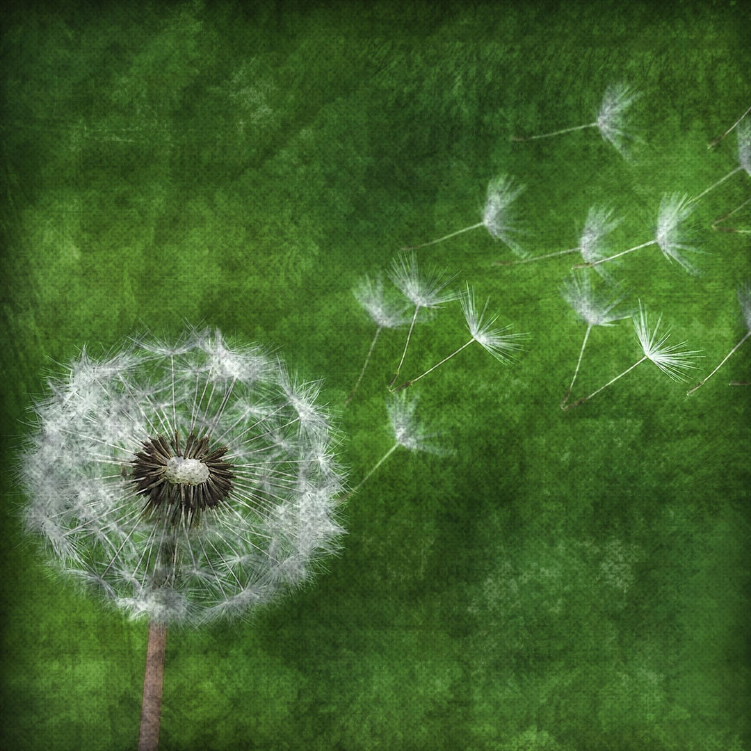 Dandelion Tea