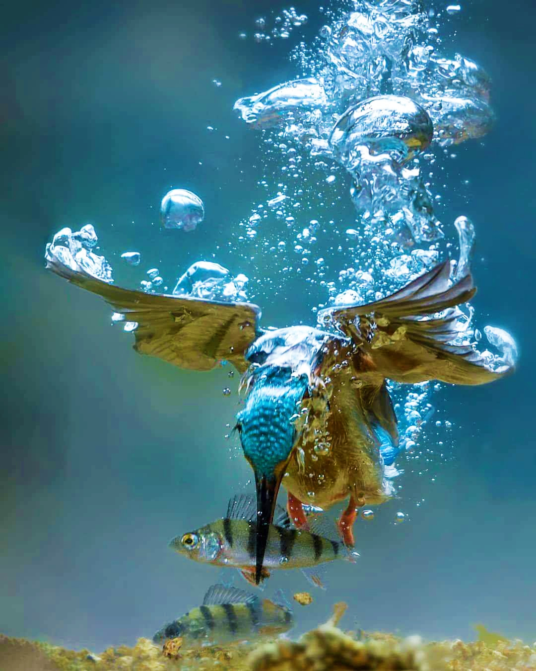 Kingfisher