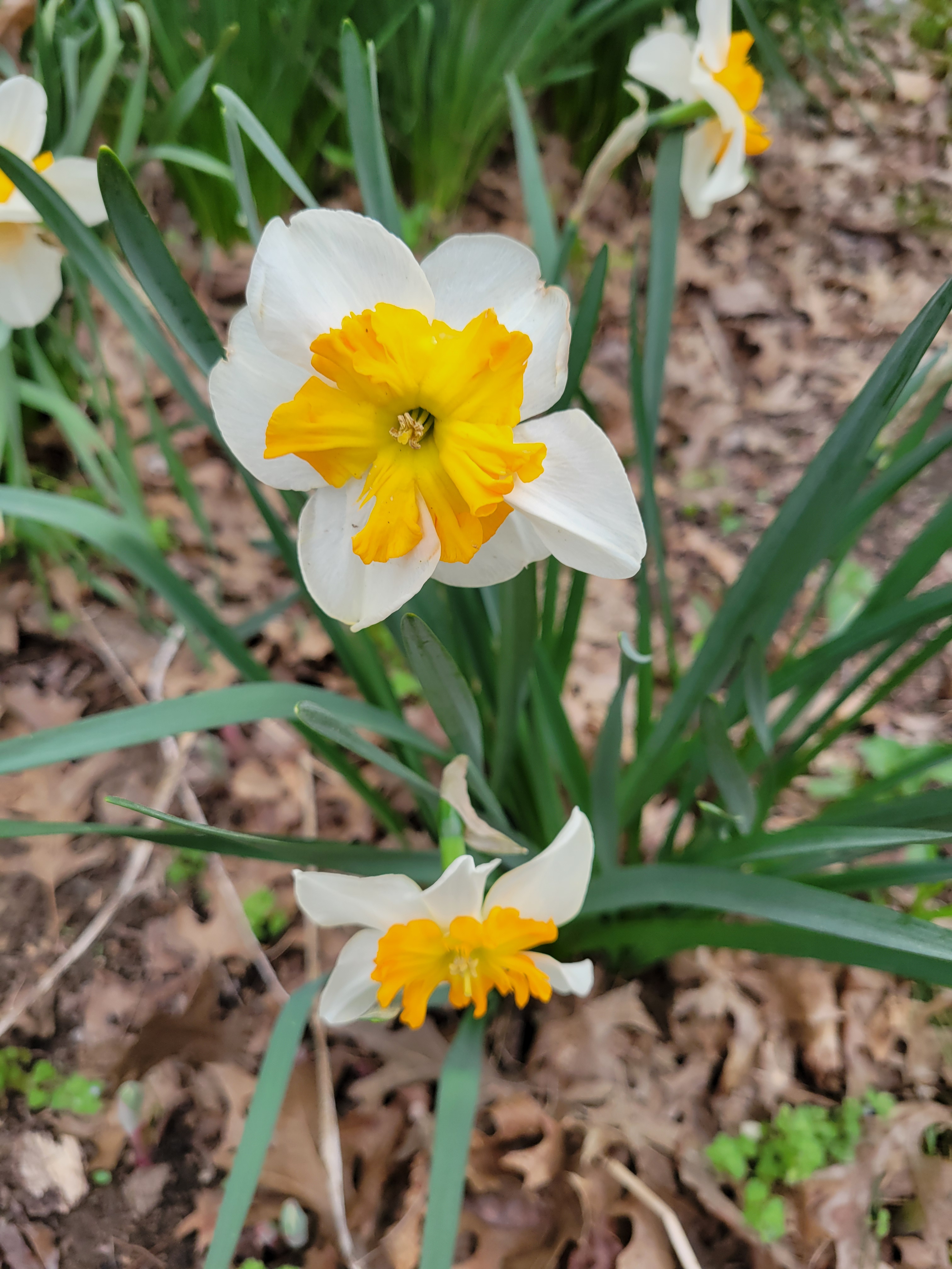 Spring