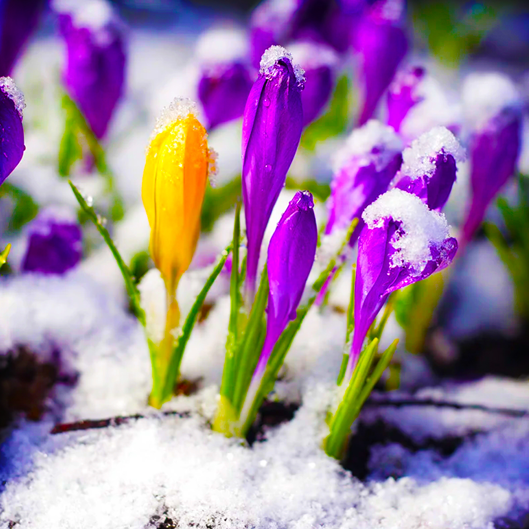 The Focus is the Crocus