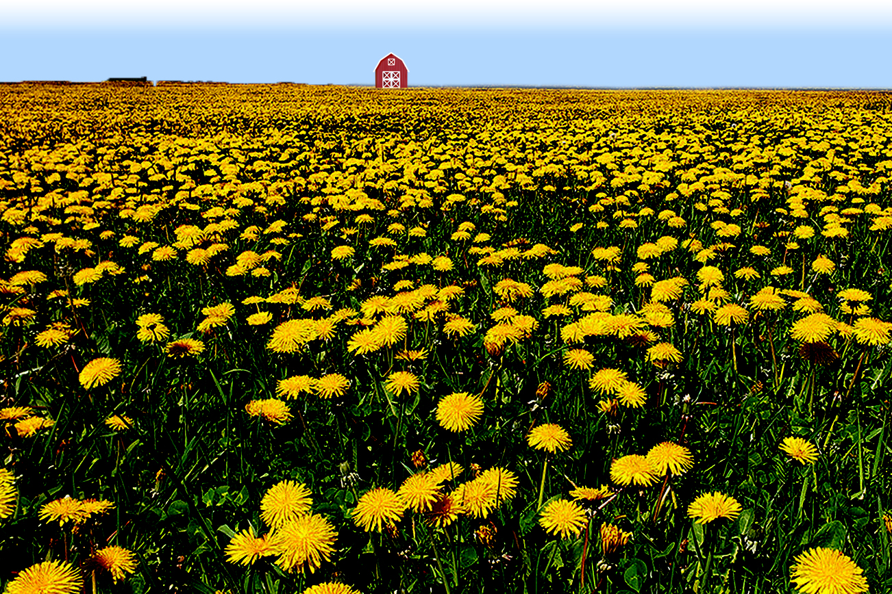 Mowing Dandelions