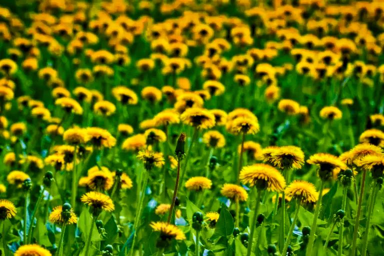 Dandelions