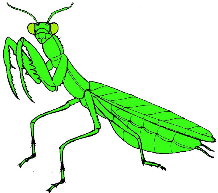 Mantis Poem