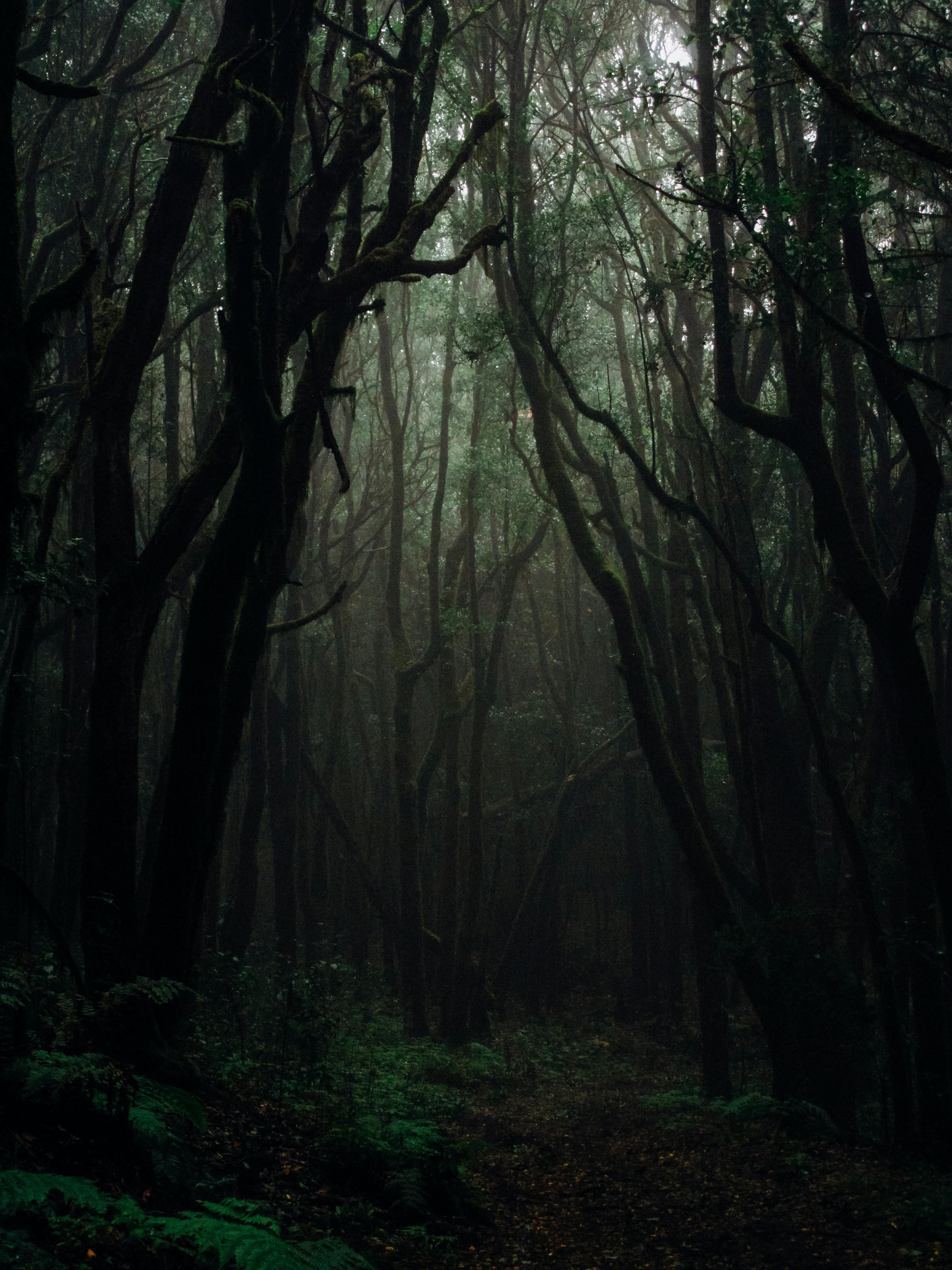 The Spirit of the Forest
