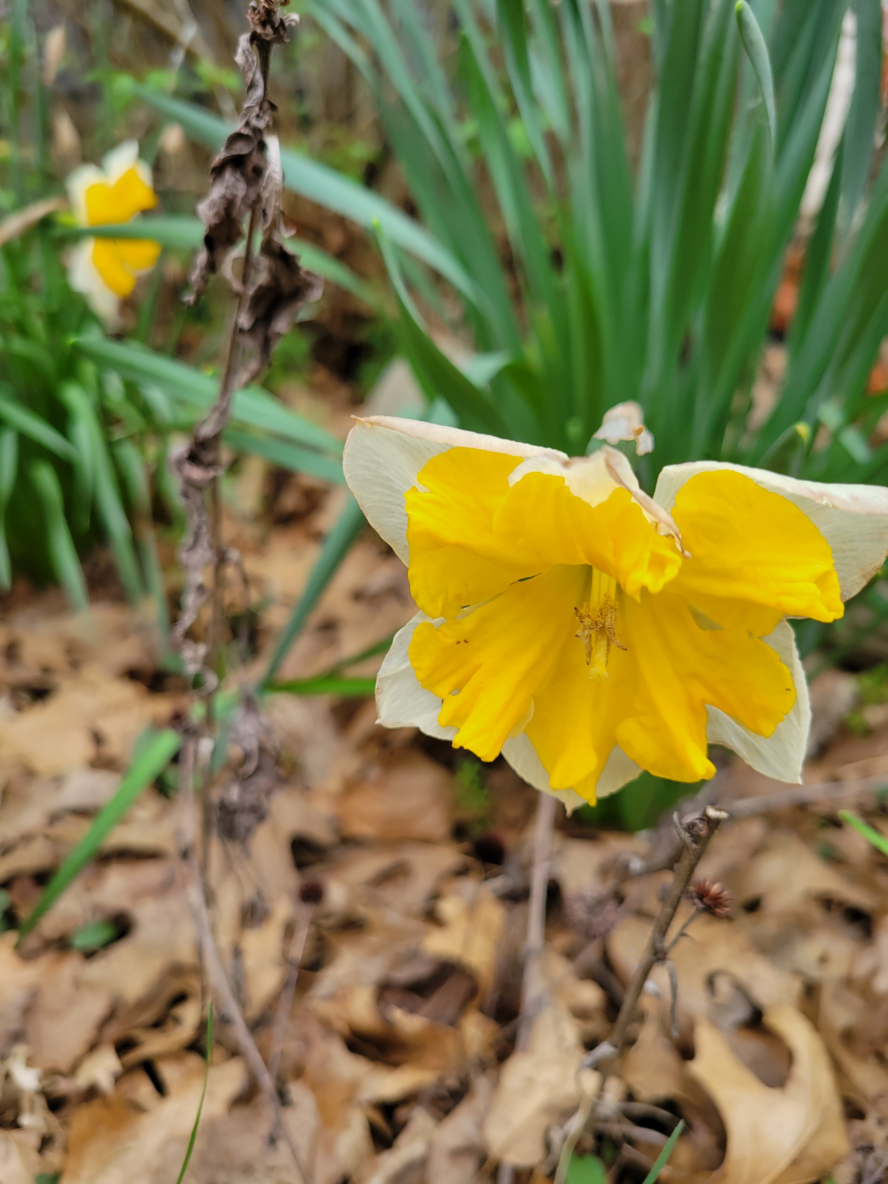 My Lovely Yellow Daffodil