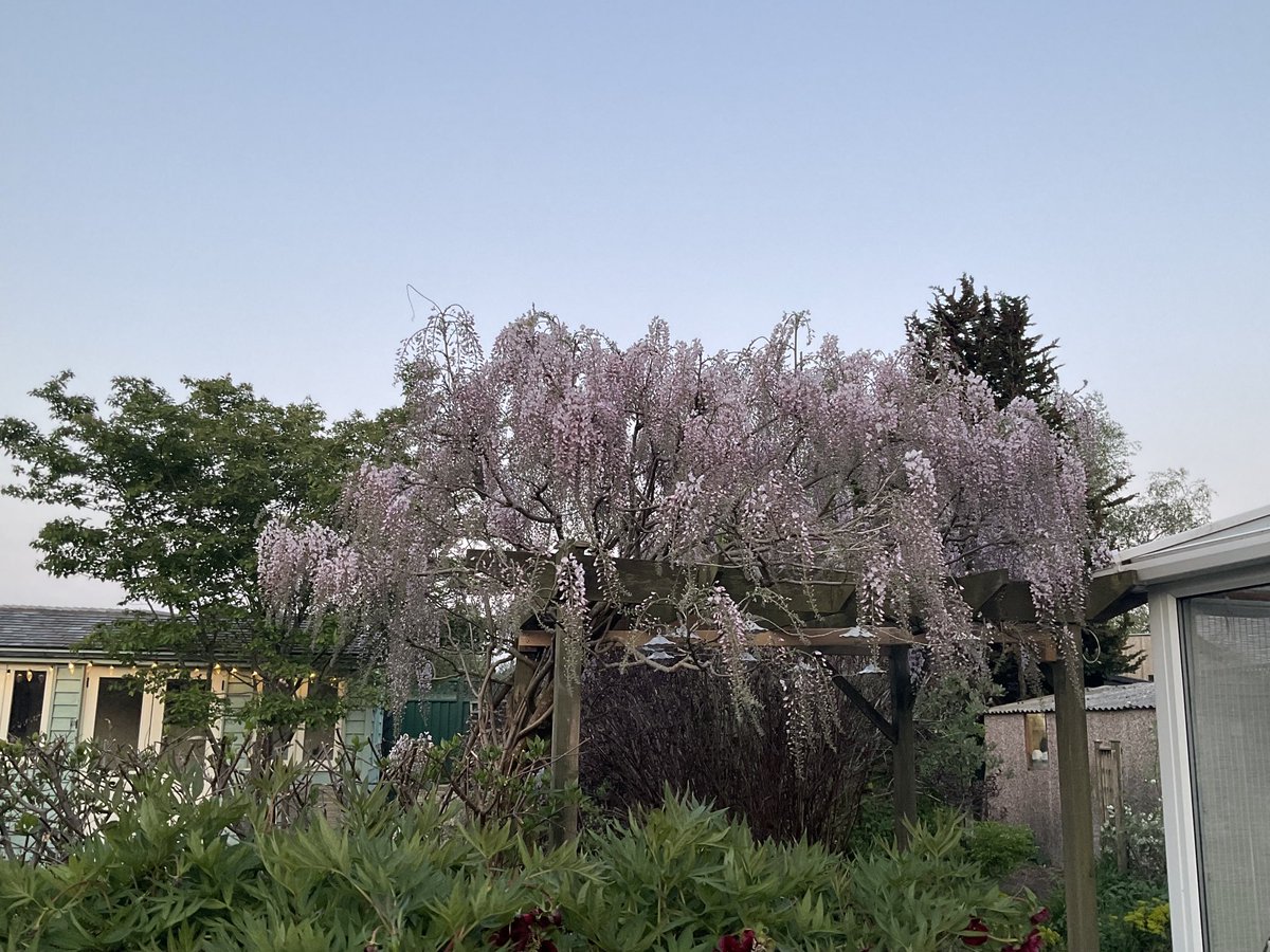 Wisteria in Bloom?