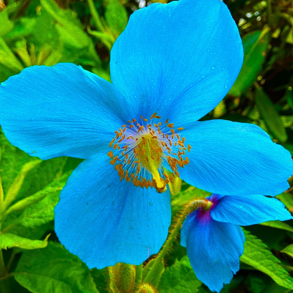 Blue Himalayan Poppy