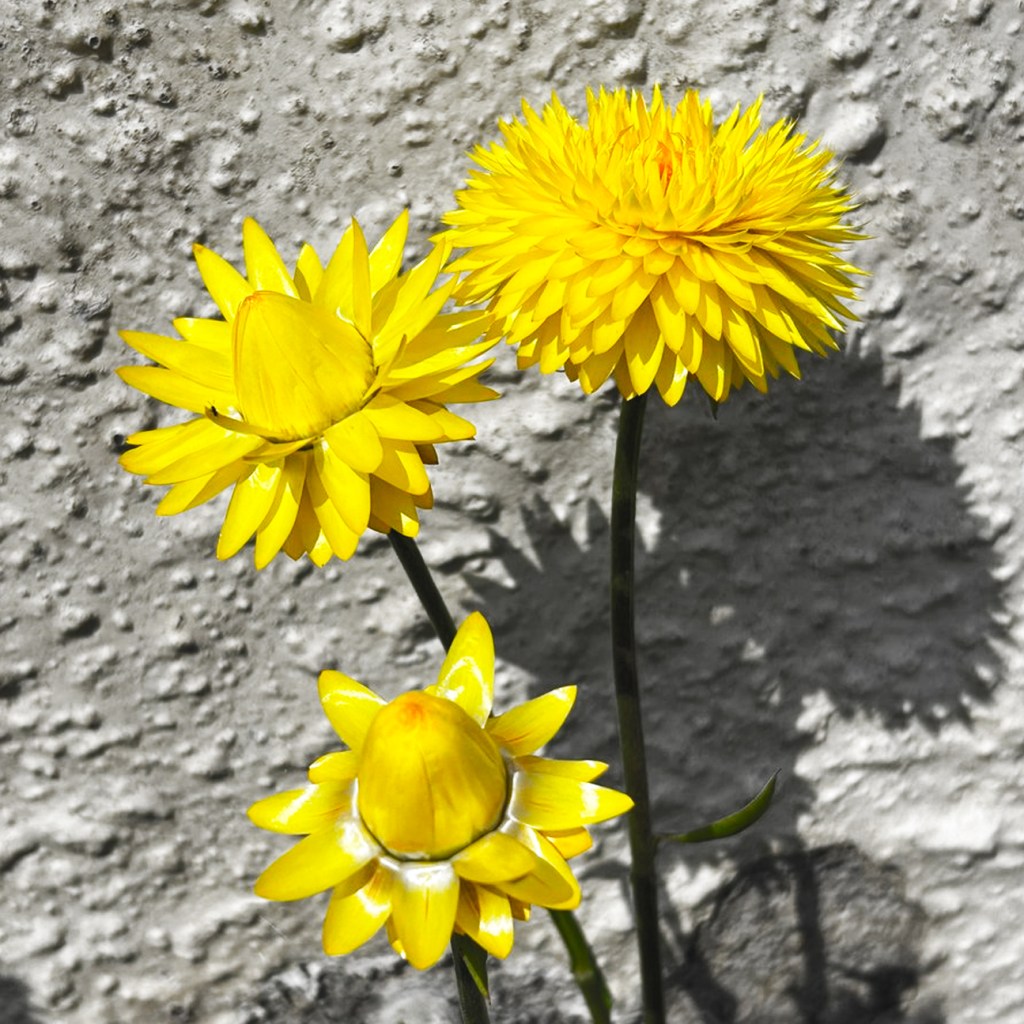 A Flower Photo