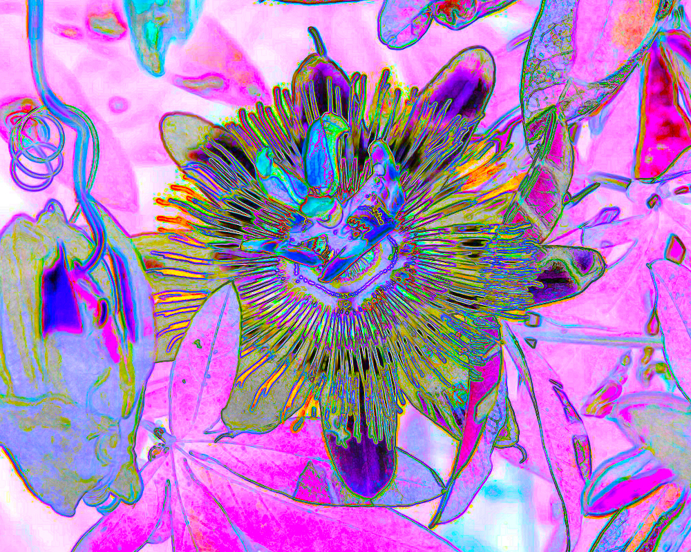 Passion Flower