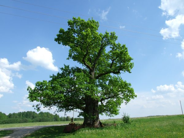 Trees