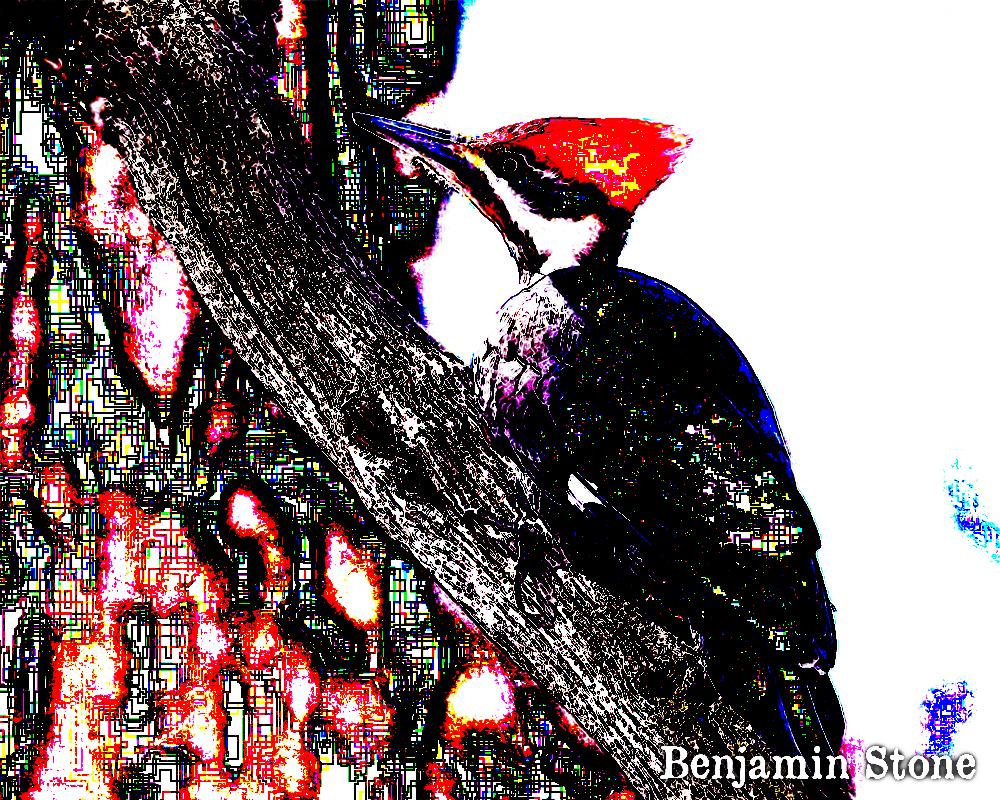 Mr. Woodpecker