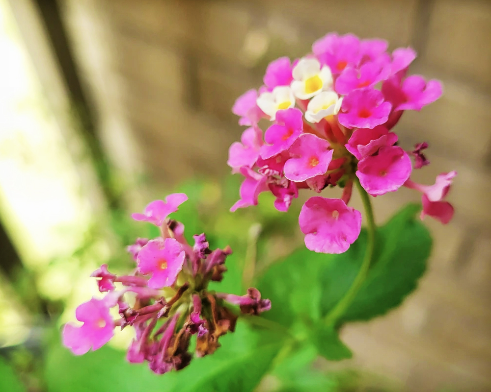 Flowers on My&nbsp;Balcony
