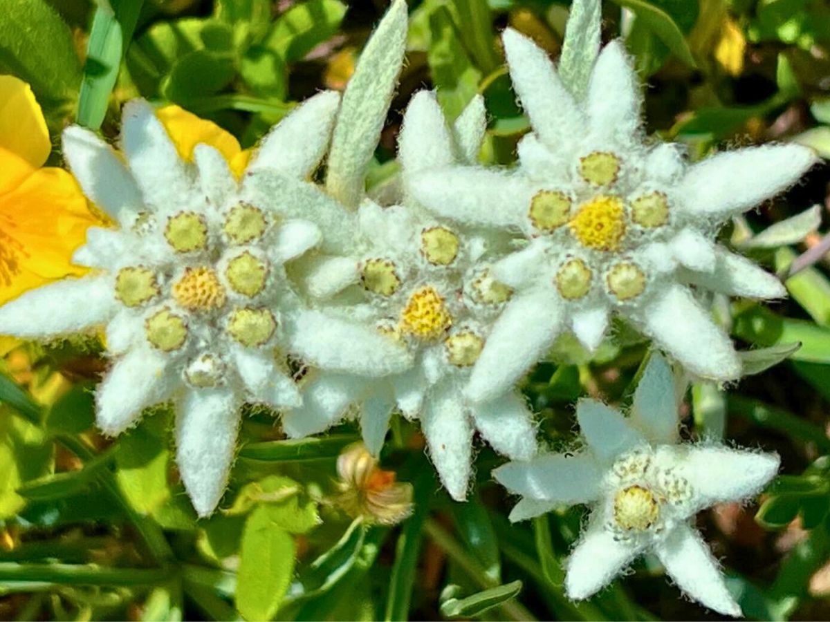 Edelweiss