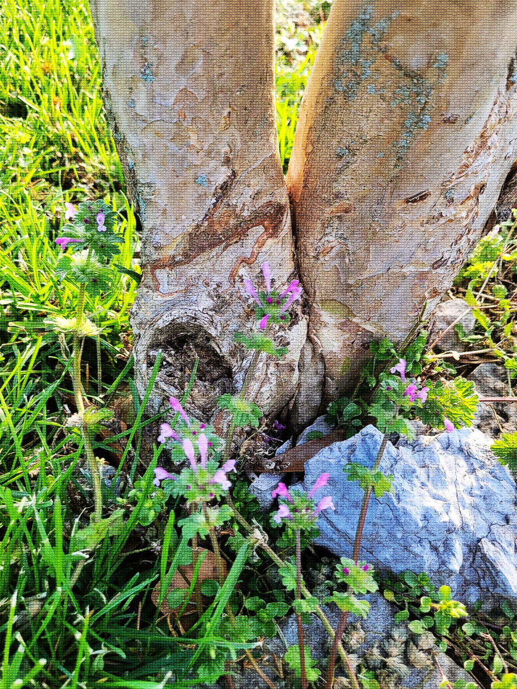 Henbit