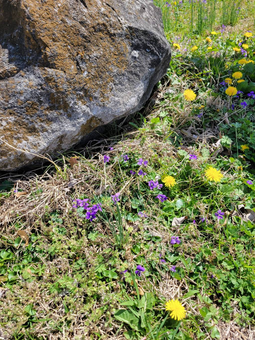 Photos from my walk today, March&nbsp;29