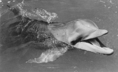 A Song about&nbsp;Flipper