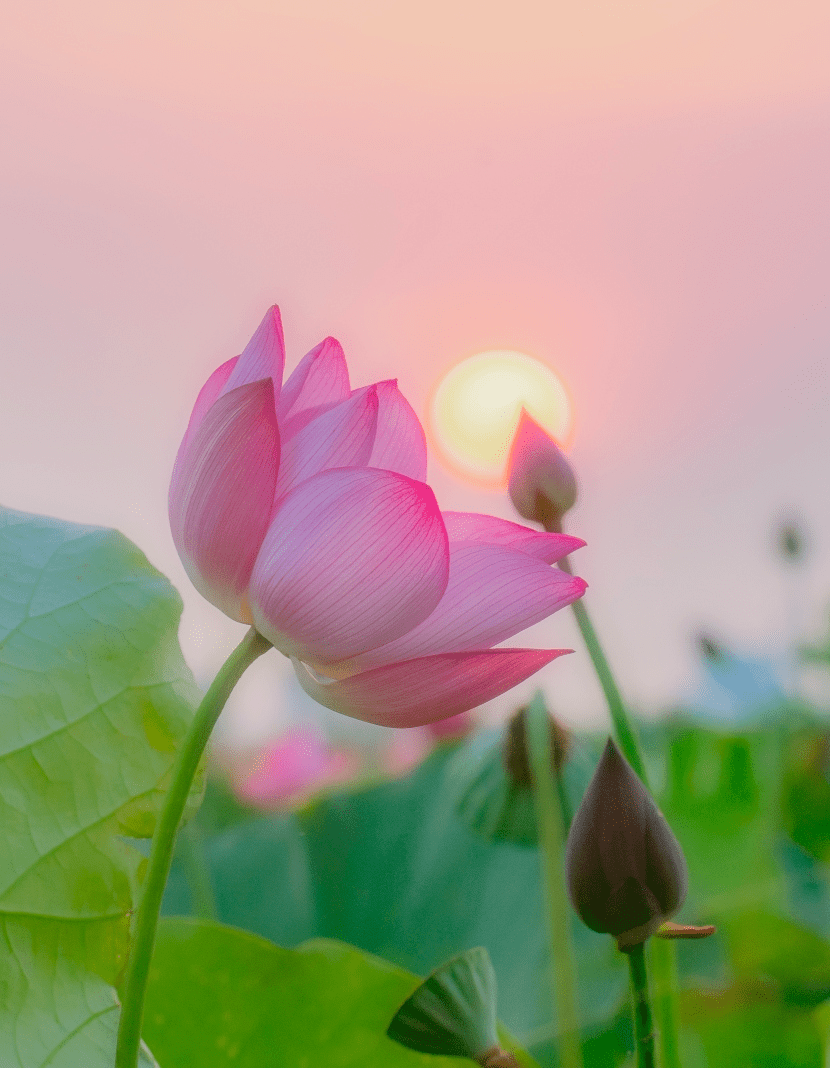 Lotus Flower in bloom