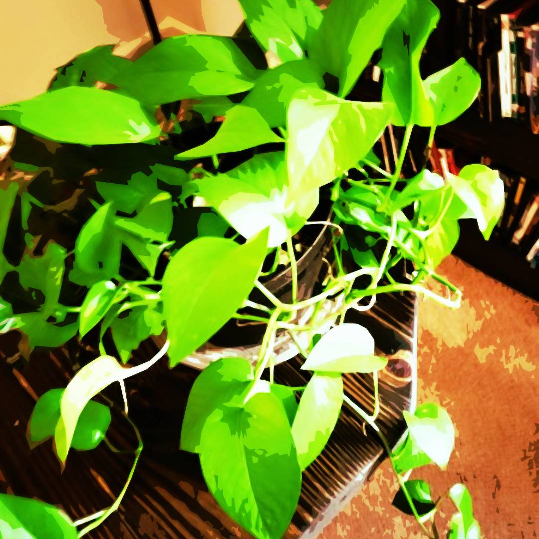 A Plant Poem