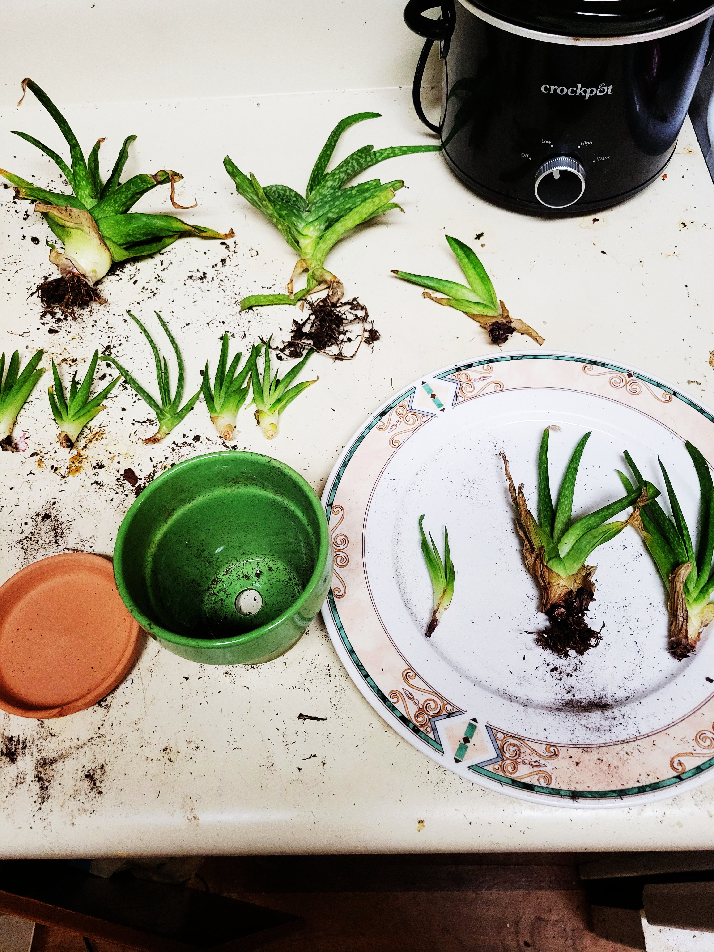 Green Thumb