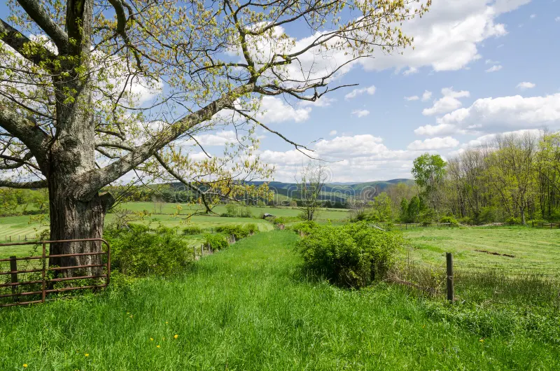 Moving to the Country